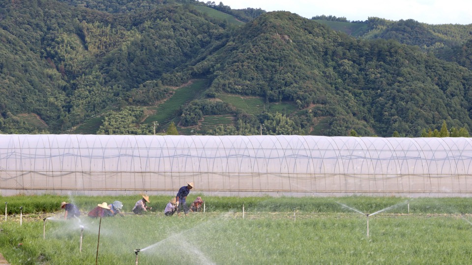Ett jordbruk med en vit tunnel i bakgrunden och berg