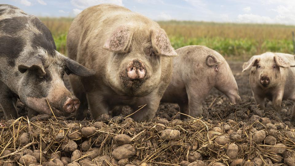 Grisar äter potatis ute på ett fält.Pigs enjoying potatoes in the field. 