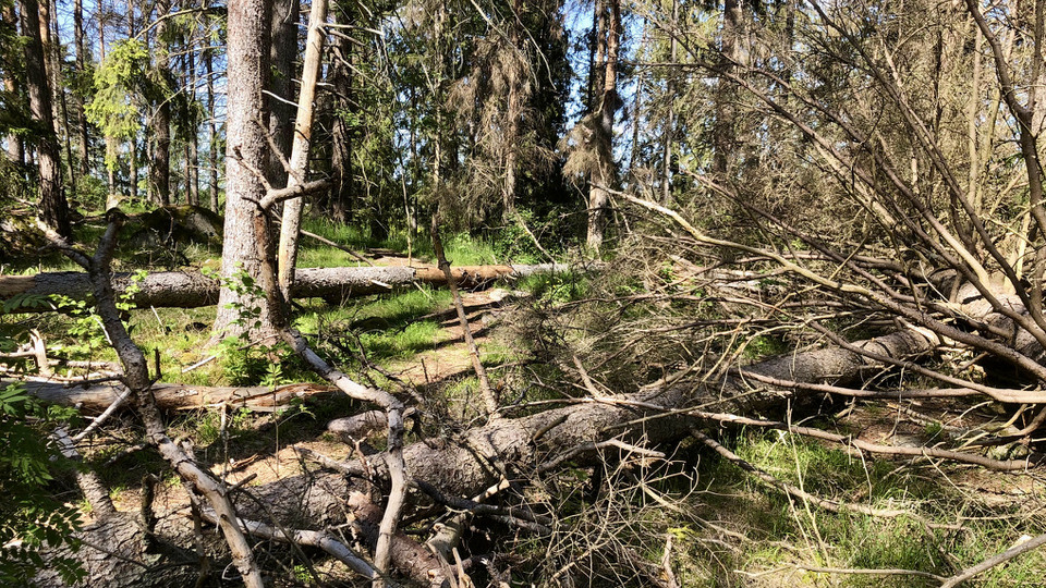 Döda träd som angripits av granbarkborre. Dead trees attacked by European spruce bark beetle.